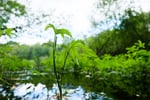 auxalia Klimaprojekt „Moorschutz“: unsere geheimen Klimaretter – Abbildung 1