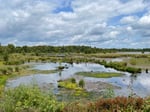 auxalia Klimaprojekt „Moorschutz“: unsere geheimen Klimaretter – Abbildung 3