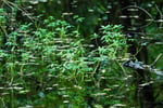 auxalia Klimaprojekt „Moorschutz“: unsere geheimen Klimaretter – Abbildung 6