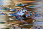 auxalia Klimaprojekt „Moorschutz“: unsere geheimen Klimaretter – Abbildung 7