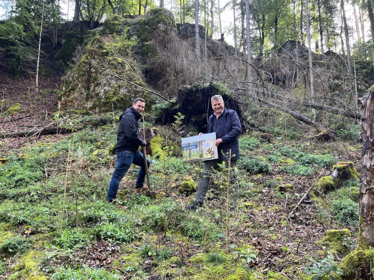 auxalia Baumpflanzaktion: Über 100 Bäume für Natur und Klima