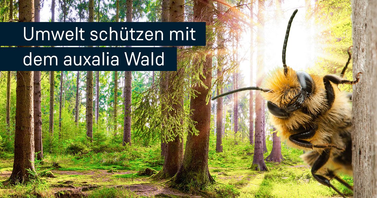 auxalia Wald: Naturnah, klimastabil und besser für Insekten